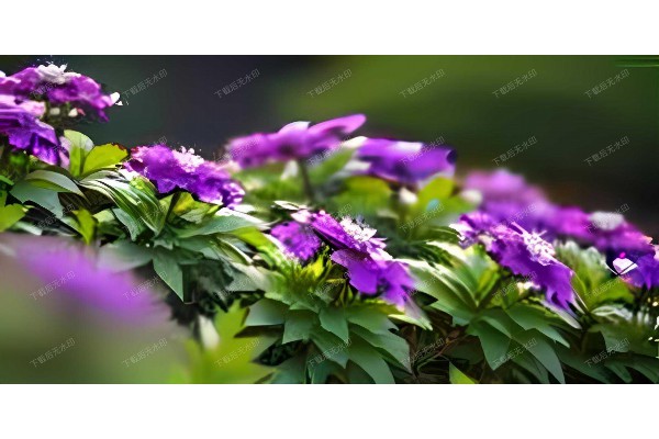 武汉顶级奢华按摩，一体验难忘的养生之旅